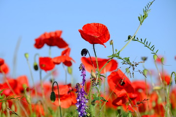 Fototapeta premium Mohn, Klatschmohn, Papaver