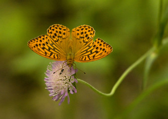 Silver-washed Fritillary butterfly on the flower