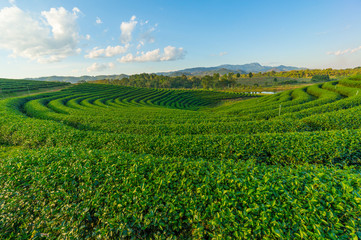 Fototapeta na wymiar Curve of green tea field