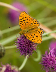 Silver-washed Fritillary butterfly on the flower
