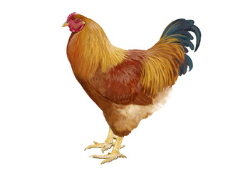 Small breed hen