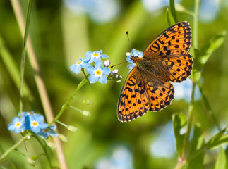 Small Pearl-bordered Fritillary butterfly on flowers 