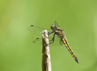 Yellow dragonfly