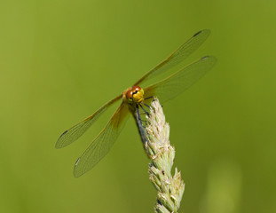 Dragonfly
