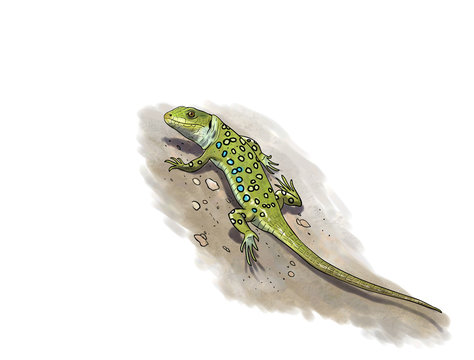 Running Ocellated Lizard