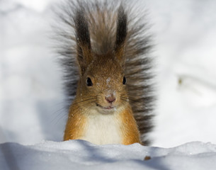 Squirrel on the snow