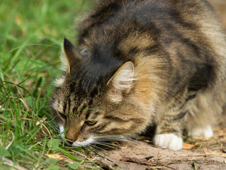 Naklejka na ściany i meble Cat sniff in grass