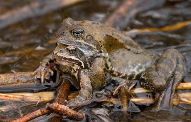 Moor Frogs