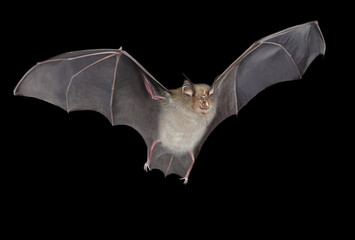 Horseshoe bat