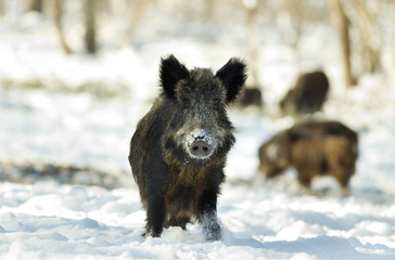 Wild boar on snow