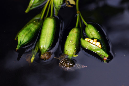 Spritzschlammschnecke an Wasserpflanze