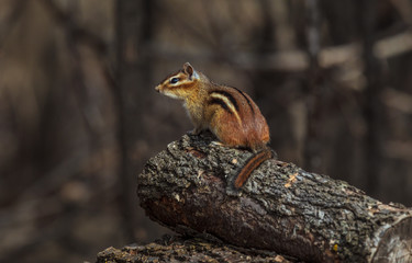 Looking for the highest perch