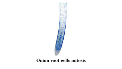 Cells mitosis micrograph