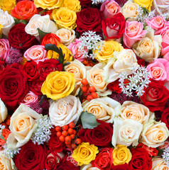 Rose background