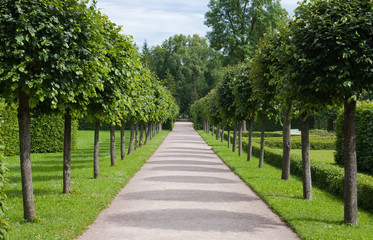 Alley in Catherine Park, Tsarskoye Selo (Pushkin), Russia 