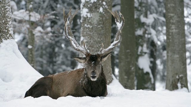 Rothirsch, Red deer, Cervus elaphus