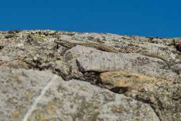 Lézard