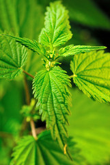 nettle, herbal, natural, healing, perennial, fresh, spring, green, food, food, diet,
