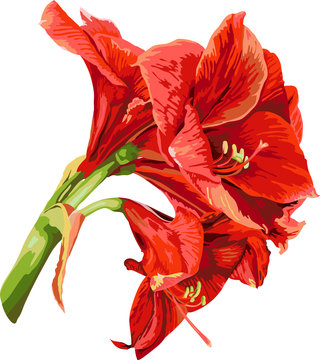 isolated detailed image of amaryllis flower on a stem in waterco