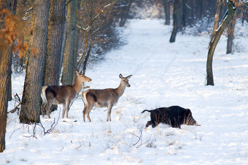 Wild animals on snow