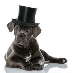 Welpe mit Zylinderhut