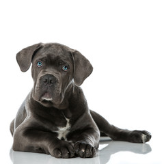 Cane Corso Welpe