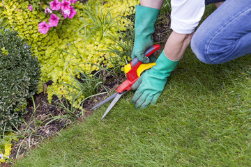Close Up of Hands Trimming Grass with Clippers