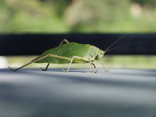 Close-up of a grasshopper, jumping insect of the Caelifera suborder