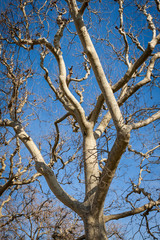 Fototapeta na wymiar Tracery of leafless branches against a blue sky