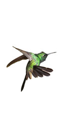 Male Cuban emerald hummingbird (Chlorostilbon ricordii) hovering