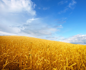 Naklejka premium Wheat field against a blue sky