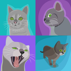 Set of grey cat in different views