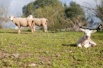 Fototapeta premium Baby lamb and her maternal sheeps