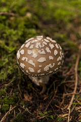 Wild amanita mushroom in a forest