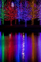 Trees tightly wrapped in LED lights for the Christmas holidays r