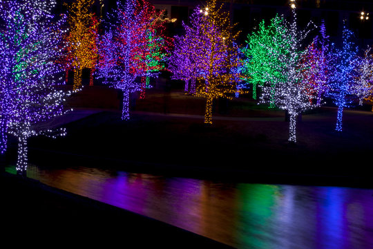 Trees tightly wrapped in LED lights for the Christmas holidays r