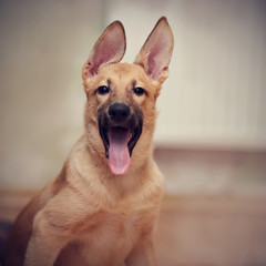 Obraz premium Portrait of an amusing puppy.