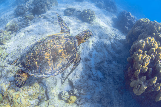a hawaiian sea turtle