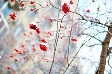 Mountain-ash berries with snow