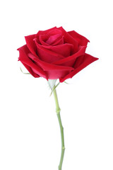 red rose flower isolated on white background