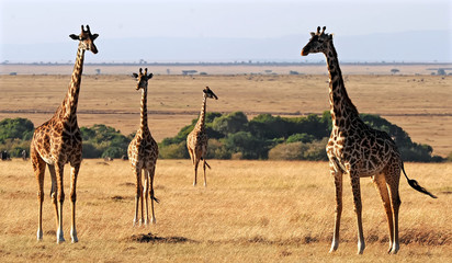 Giraffes on the Masai Mara in Africa