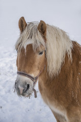 Pferd im Schnee