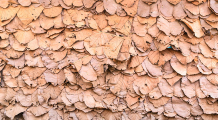 leaf wall texture is natural wall