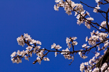 Sakura white flower