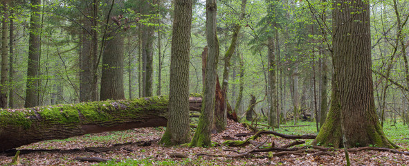 Springtime deciduous stand of Bialowieza Fores
