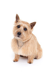 ノーリッチテリア