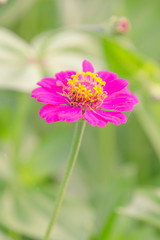 pink flower in the garden