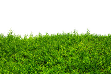 Green Hedge of Thuja Trees (cypress, juniper). Isolated