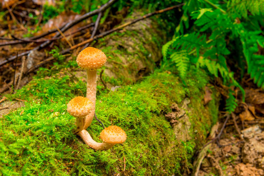 edible mushrooms growing on a stump in the moss
