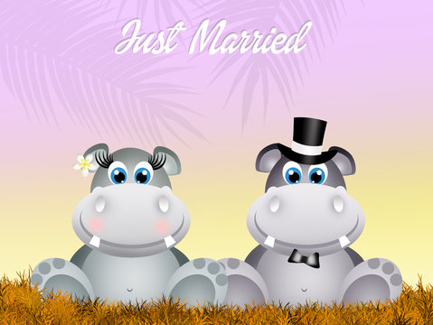 Wedding of hippos